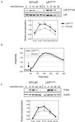 Increased Protein Stability and Interleukin-2 Production of a LATG131D Variant With Possible Implications for T Cell Anergy